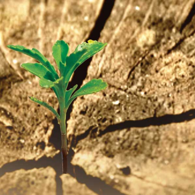 الأدب في ظل البيان